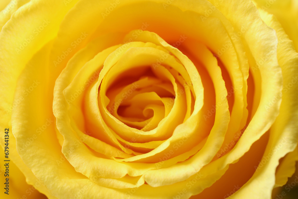 Beautiful rose with yellow petals as background, macro view Beautiful rose with yellow petals as background, macro view
