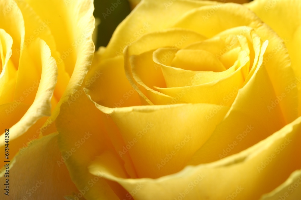 Beautiful rose with yellow petals, macro view Beautiful rose with yellow petals, macro view