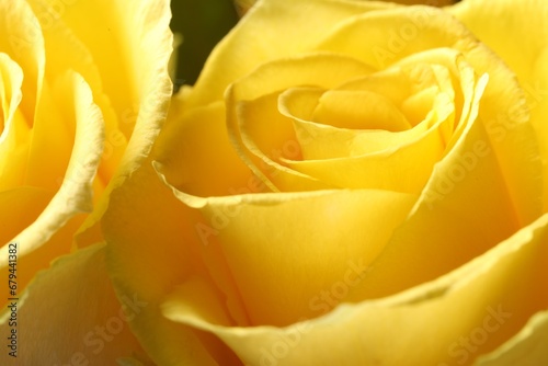 Beautiful rose with yellow petals  macro view