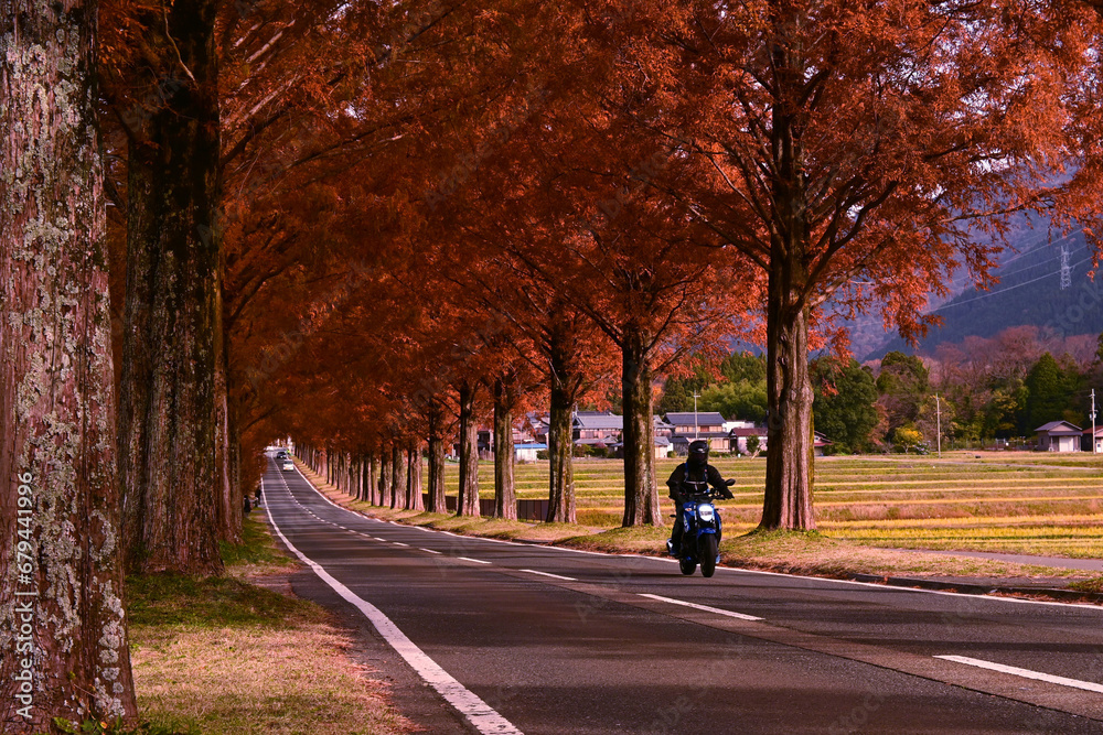 晩秋に滋賀県メタセコイア並木をツーリング