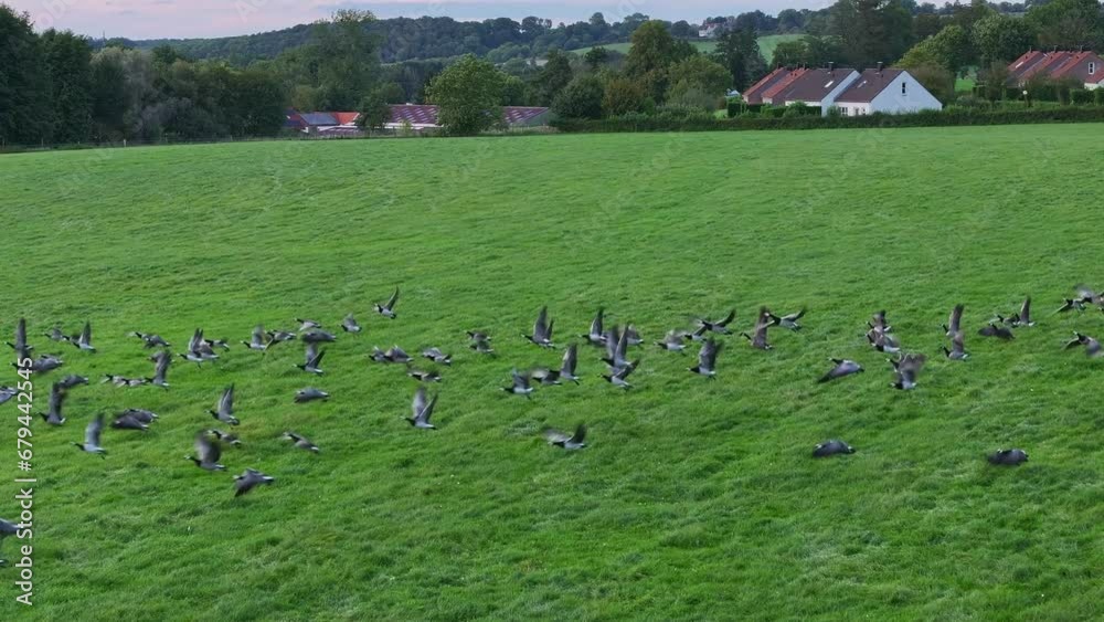 Nature in motion as flock of wild geese take-off from lush pastures Nature in motion as flock of wild geese take-off from lush pastures