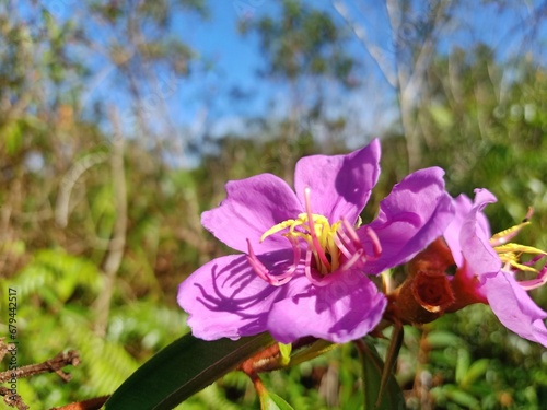 Senduduilk is a shrub and belongs to the Melastomataceae family. This plant has bright purple flowers with hairy reddish stems, usually grows in open grasslands or forests. photo