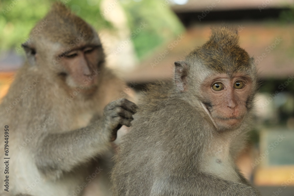 Obraz premium macaque monkeys wild animals in bali nature reserve