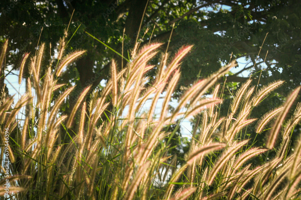 Fototapeta premium Grass flower in the garden with sunlight background, soft focus.