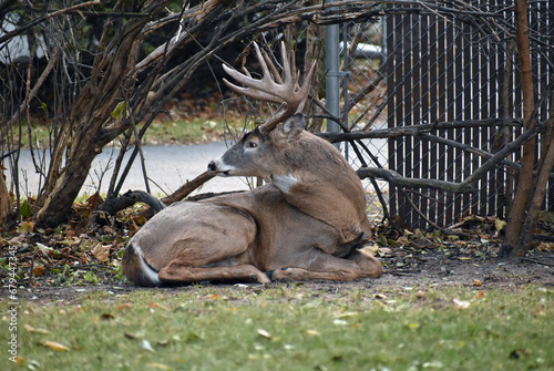 White-tailed deer