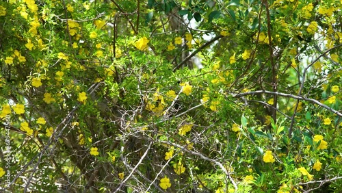 Yellow Trumpet Vine Flowers on Tree Australia 4K