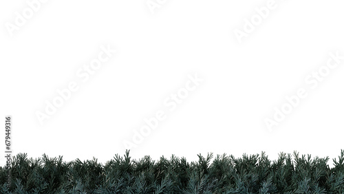 Christmas tree branches along the edge on a transparent background
