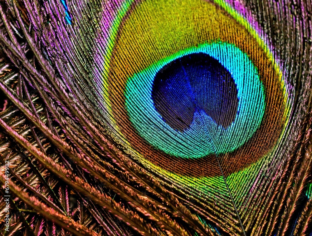 Obraz premium Peacock feather close-up.