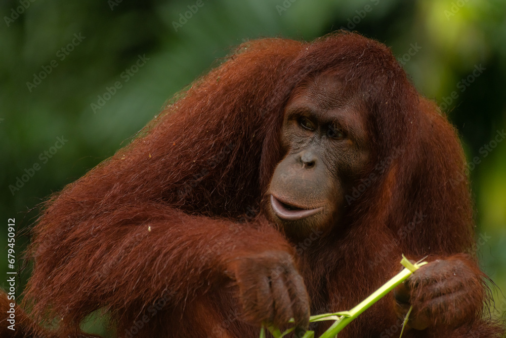 Orangutan eating the grass during the rainy day, dark green background Orangutan eating the grass during the rainy day, dark green background