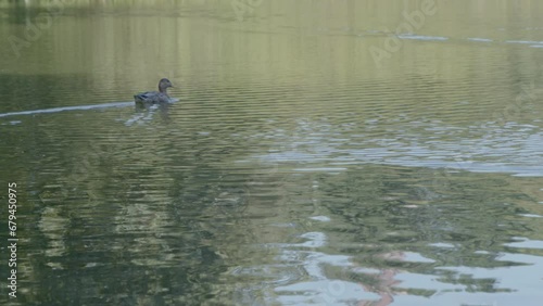 Ducks in Lake, Central Park, New York City
