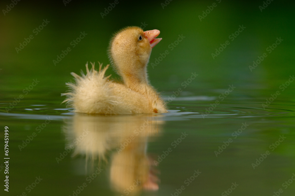 Innocent duckling swimming in the water happily. Animal closeup Innocent duckling swimming in the water happily. Animal closeup