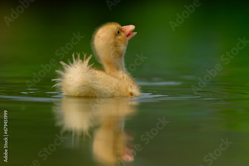 Innocent duckling swimming in the water happily. Animal closeup  © Komodo Studios 