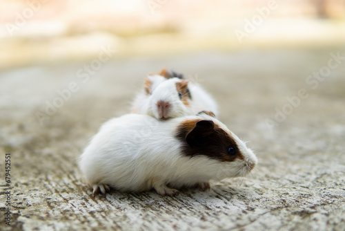 Little guinea pig outdoors in summer. blurred background photo
