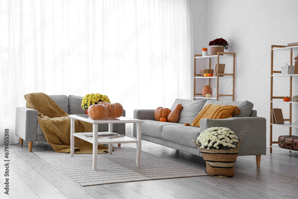 Obraz premium Interior of living room with chrysanthemum flowers, pumpkins and sofas