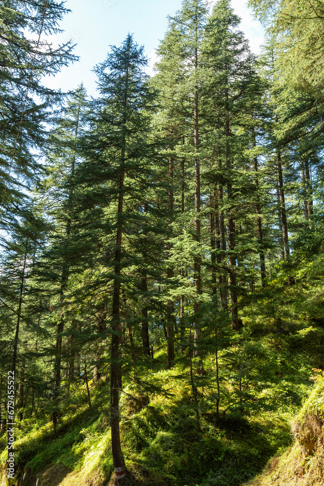 Deodars cedar trees in Dandeshwar, Jageshwar Road,Almora,Uttarakhand,India Deodars cedar trees in Dandeshwar, Jageshwar Road,Almora,Uttarakhand,India