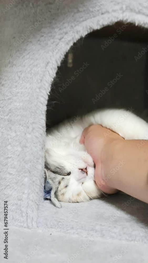 飼い主に撫でられながら眠るスコティッシュフォールドの仔猫 飼い主に撫でられながら眠るスコティッシュフォールドの仔猫
