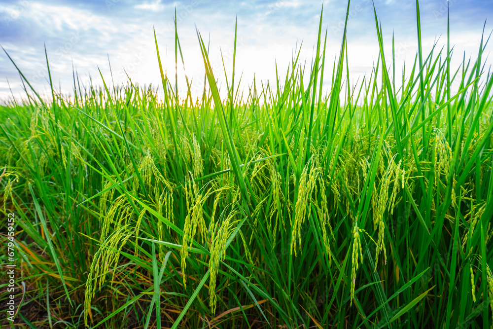 Rice fields and Bokeh dew drop on the top of the rice fields in the morning sun, along with the rice fields that emphasize the soft background, selective focus, and soft focus.