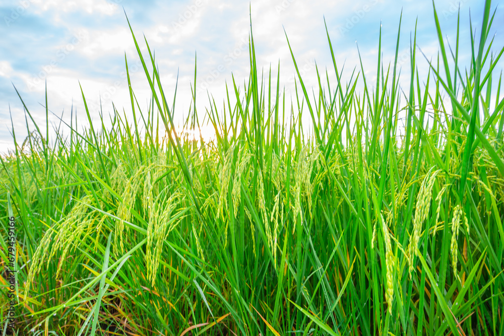 Obraz premium Rice fields and Bokeh dew drop on the top of the rice fields in the morning sun, along with the rice fields that emphasize the soft background, selective focus, and soft focus.