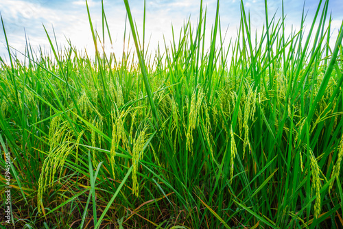 Rice fields and Bokeh dew drop on the top of the rice fields in the morning sun  along with the rice fields that emphasize the soft background  selective focus  and soft focus.