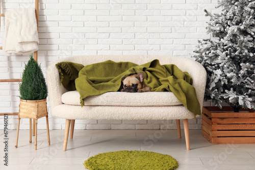 Cute French bulldog with plaid on sofa near white brick wall