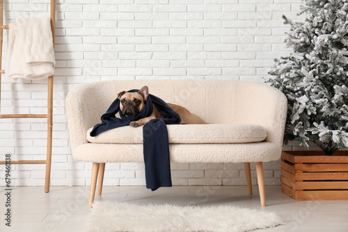 Cute French bulldog with scarf on sofa near white brick wall photo