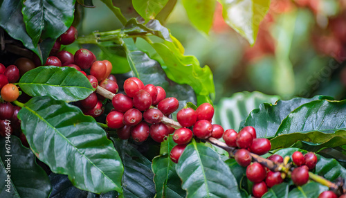 Ripe red coffee fruit covering the branches with green leaves.