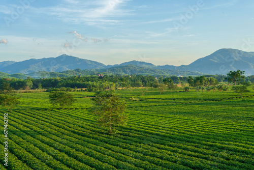 Tea plantation in Huong Son district  Ha Tinh province  Vietnam