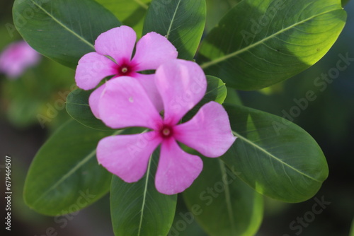 pink and purple flowers