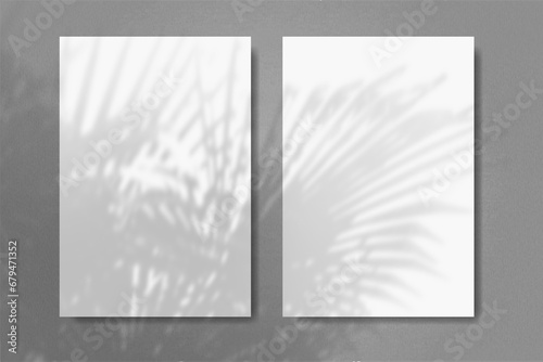 Natural light casts shadows from the plant on 2 vertical rectangles sheets of white paper lying on a grey background. Mockup