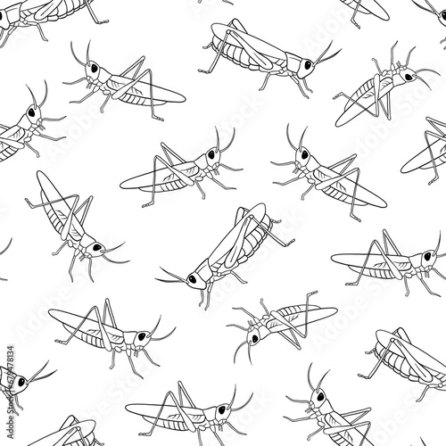 Vector Seamless pattern with grasshopper outline illustration. Line insect isolated on white background.
