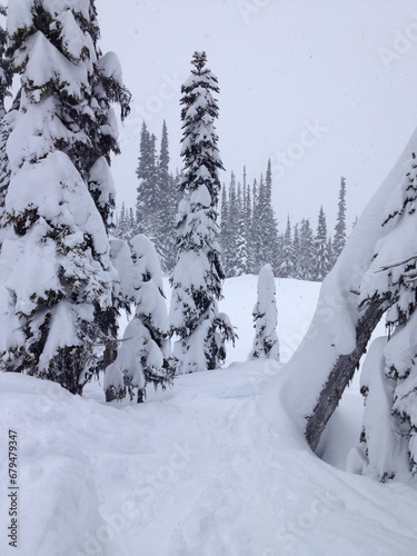 Vertical view of snow covered trees and deep powder on the ski slopes of Whistler Blackcomb in the winter photo