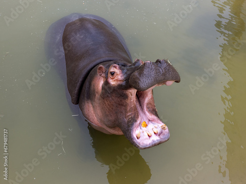 A huge hippopotamus in the water opens its mouth with sawed-off fangs. Wild animals in their natural habitat. African wildlife. Amphibian. Hippos - The largest mammals in the world photo