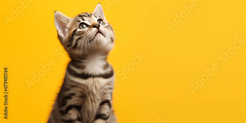 Kitten looking up at yellow background © Asep