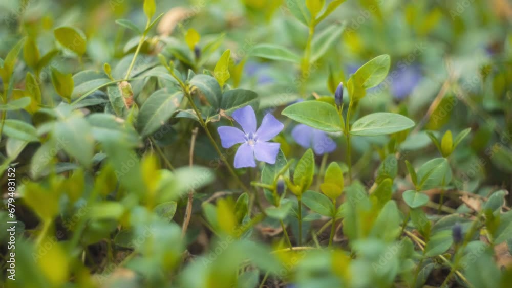 Violet flower blooming in spring. Slow motion. Violet flower blooming in spring. Slow motion.