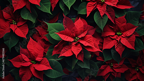 Red poinsettia flowers Christmas decorations