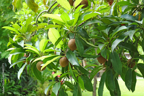 Fruiting Sapodilla Tree in the Garden photo