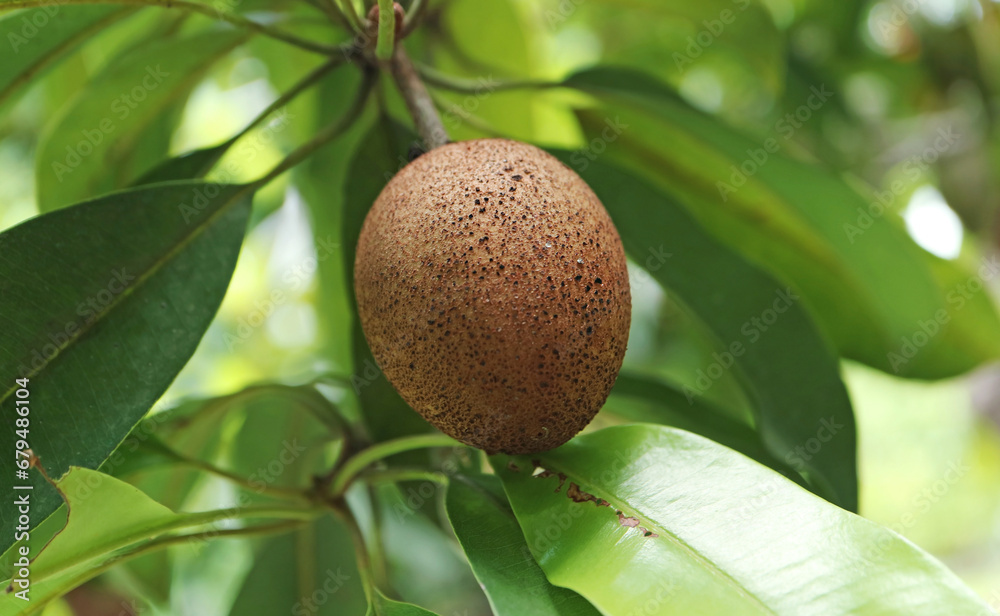 Closeup of a Sapodilla Fruit Ripening on the Tree Closeup of a Sapodilla Fruit Ripening on the Tree