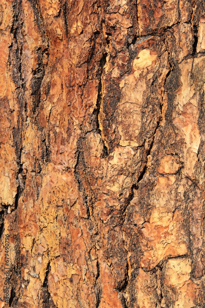 Deciduous tree bark. Textural background Deciduous tree bark. Textural background