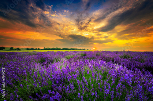 Beautiful summer sunset over lavender field © Piotr Krzeslak