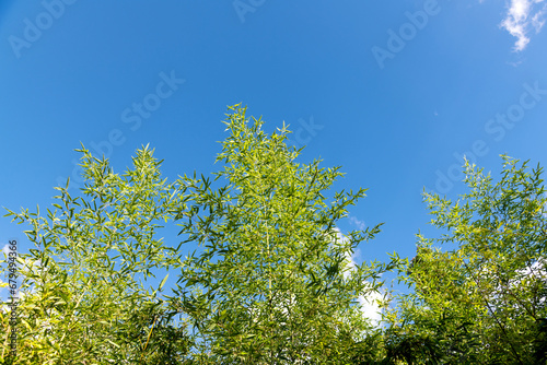 Bamboo trees under blue sky