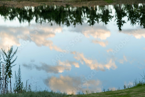 Metasequoia reflected on the lake surface