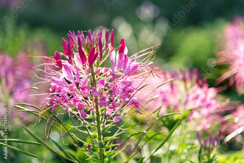 Background of pink spider flower photo