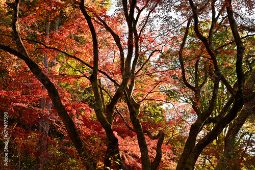 曽木公園の紅葉