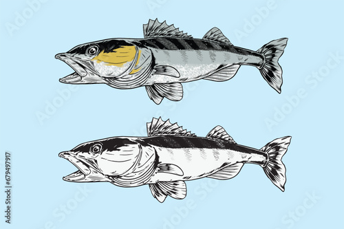 big fish illustration hand drawn style (ID: 679497917)
