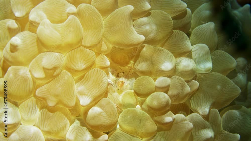 Incredible macro shot of hard to find Bubble Coral shrimp fading in its surrounding. Incredible macro shot of hard to find Bubble Coral shrimp fading in its surrounding.