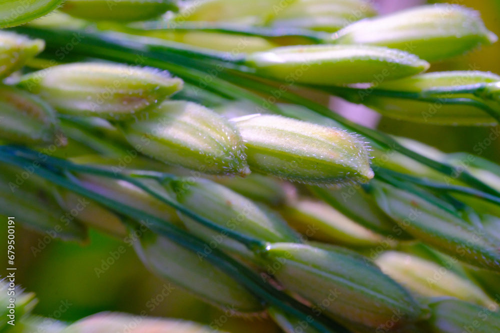 Macro Photography. Plants Close up. Macro shot of rice grains from the rice plant (Oryza sativa). Detailed and macro photos of rice grains, unripe rice grains. Shot in Macro lens Macro Photography. Plants Close up. Macro shot of rice grains from the rice plant (Oryza sativa). Detailed and macro photos of rice grains, unripe rice grains. Shot in Macro lens