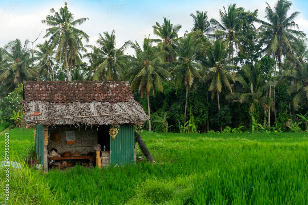Traditional balinese wooden house in rice fields.