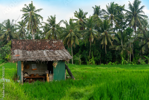 Traditional balinese wooden house in rice fields.