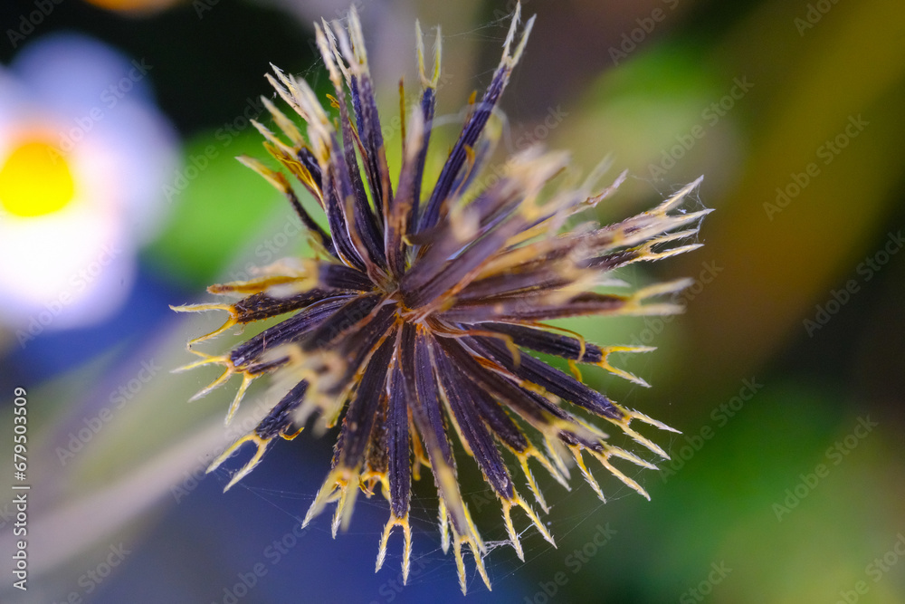 Macro Photography. Plants Close up. Macro shot of dried Bidens Pilosa flowers. Detailed and macro photos of dried Bidens Pilosa flower. Shot in Macro lens Macro Photography. Plants Close up. Macro shot of dried Bidens Pilosa flowers. Detailed and macro photos of dried Bidens Pilosa flower. Shot in Macro lens