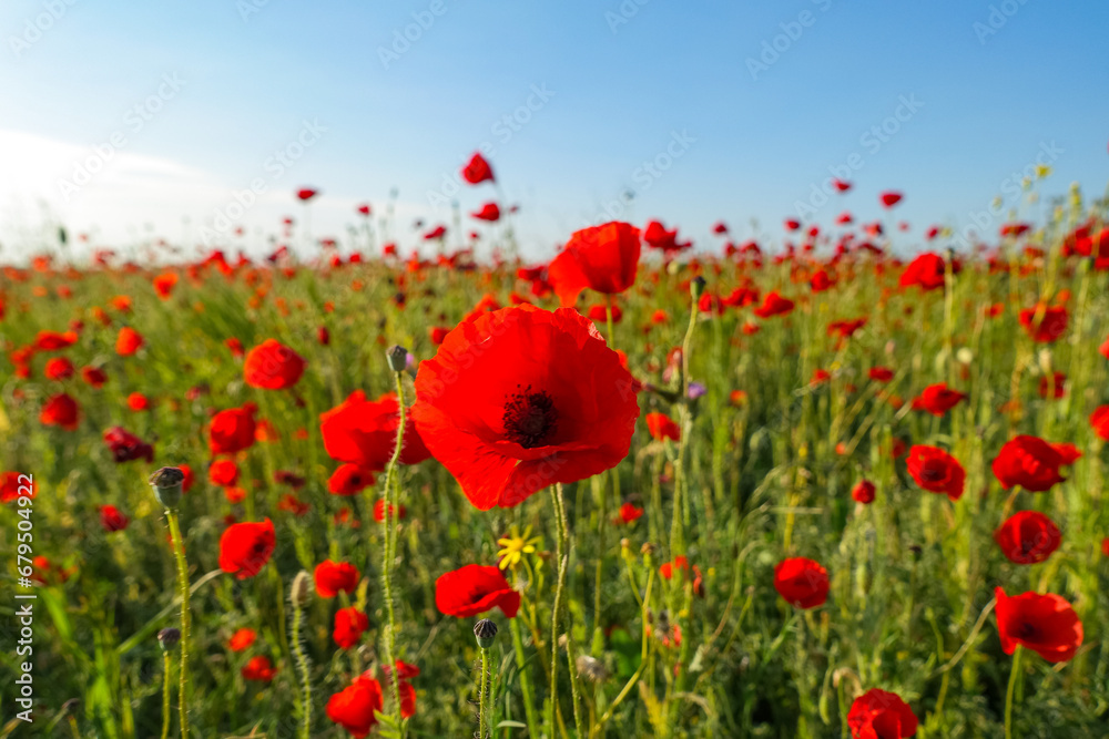Fototapeta premium Poppy field in the Crimea. A beautiful field of wild red poppies at sunset in the evening. Sunset over a poppy field in the countryside. Red poppies on a poppy field. Russia
